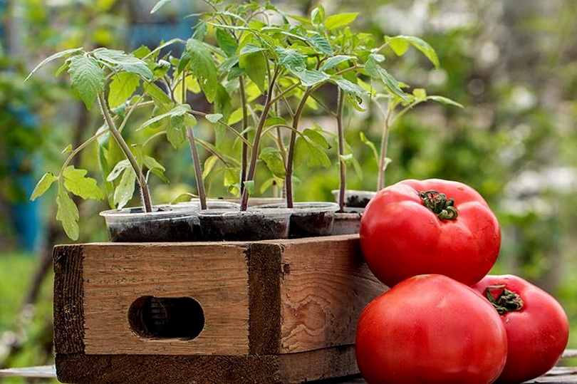 Посадить помидоры